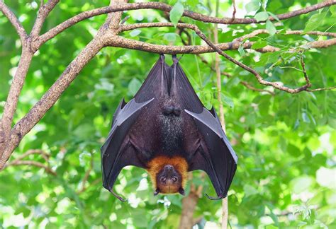 蝙蝠飛到家裡|蝙蝠資訊站 Bats information about Taiwan